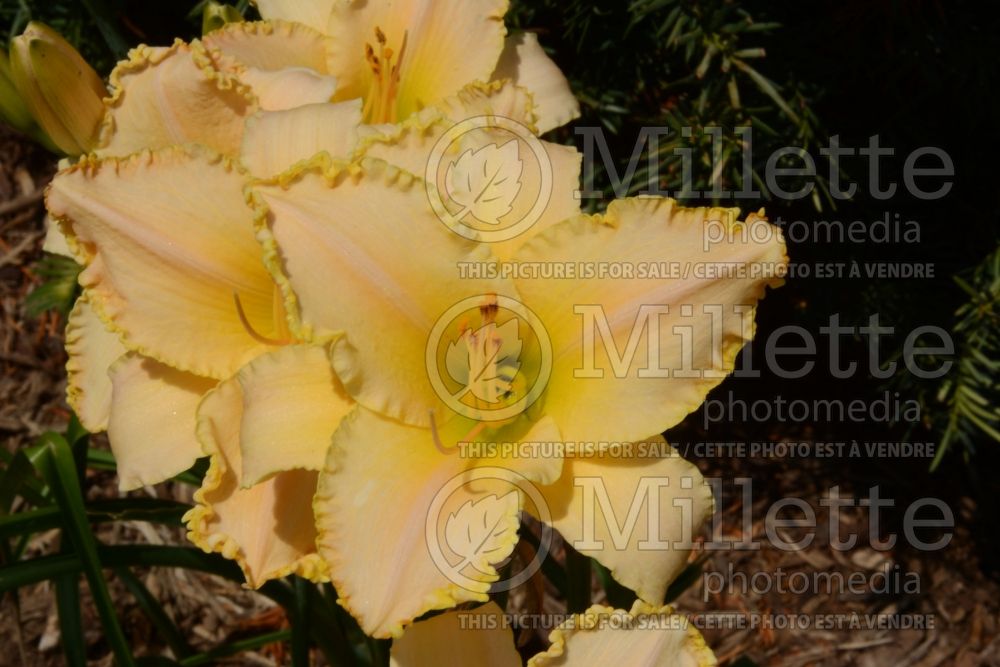 Hemerocallis Pizza Crust (Daylily) 8 