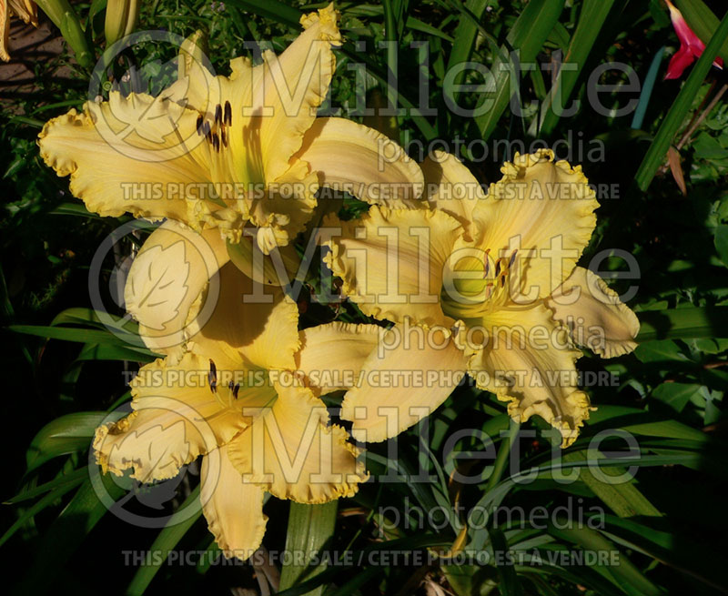 Hemerocallis Pizza Crust (Daylily) 6 