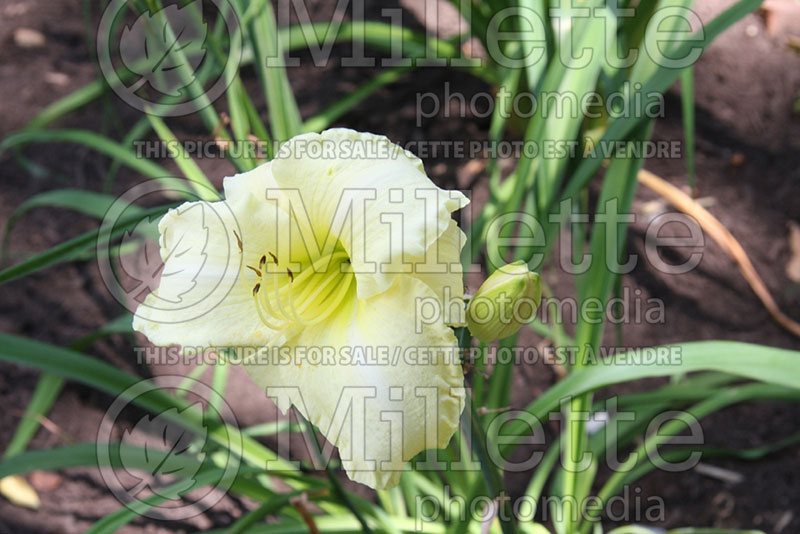 Hemerocallis Platinum Plus (Daylily) 1  