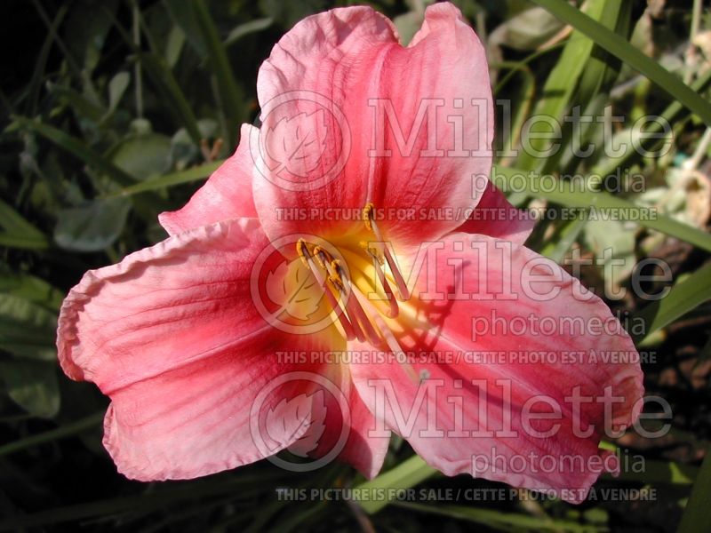 Hemerocallis Prairie Belle (Daylily) 1 