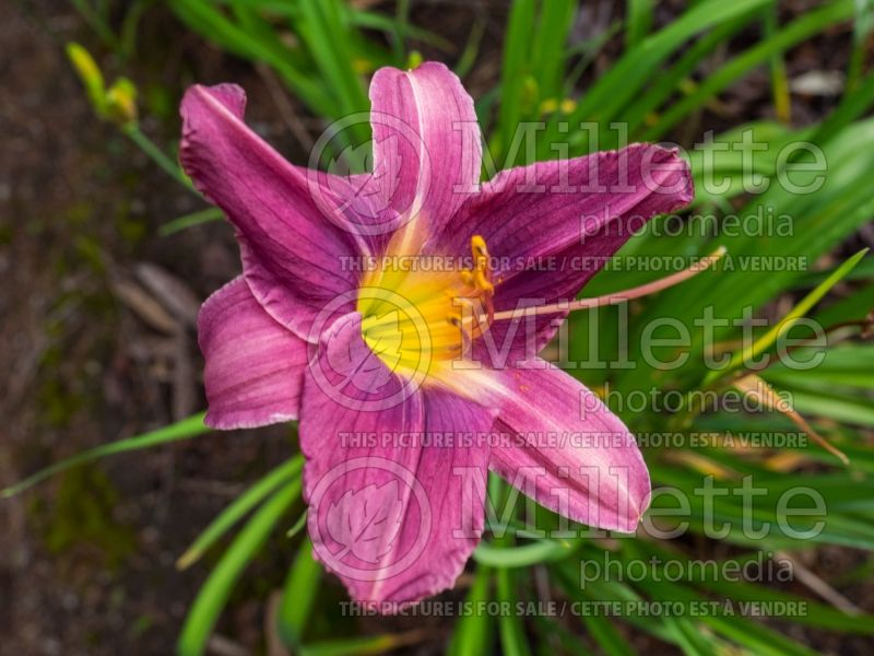 Hemerocallis Prairie Blue Eyes (Daylily) 3 