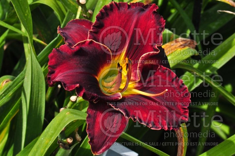 Hemerocallis Prairie Wildfire (Daylily) 1