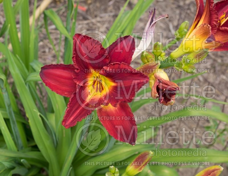 Hemerocallis Prairie Wildfire (Daylily) 4