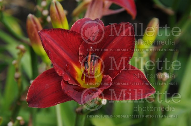 Hemerocallis Prairie Wildfire (Daylily) 2