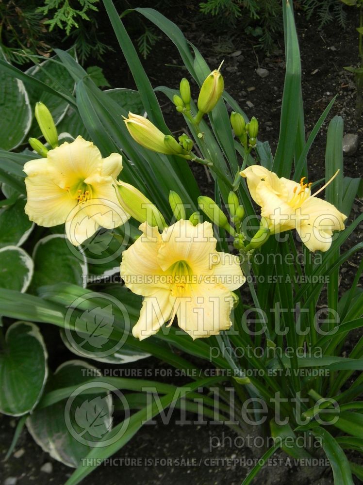 Hemerocallis Precious d'Oro or Precious de Oro (Daylily) 2