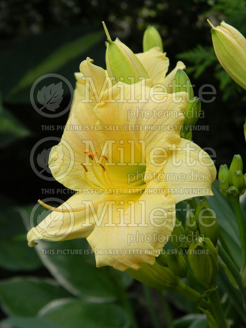 Hemerocallis Precious d'Oro or Precious de Oro (Daylily) 1