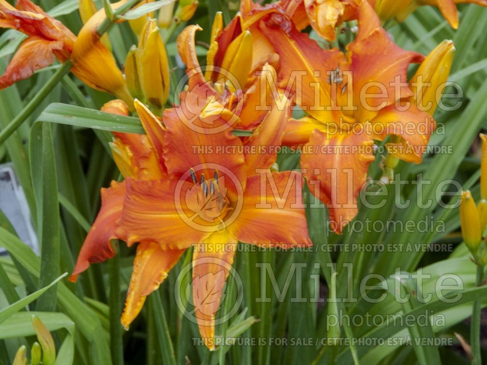 Hemerocallis Primal Scream (Daylily) 2 