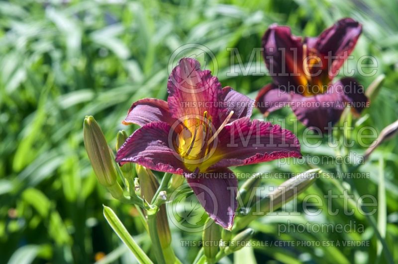 Hemerocallis Purple de Oro (Daylily) 7 