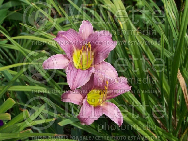 Hemerocallis Purple de Oro (Daylily) 3 