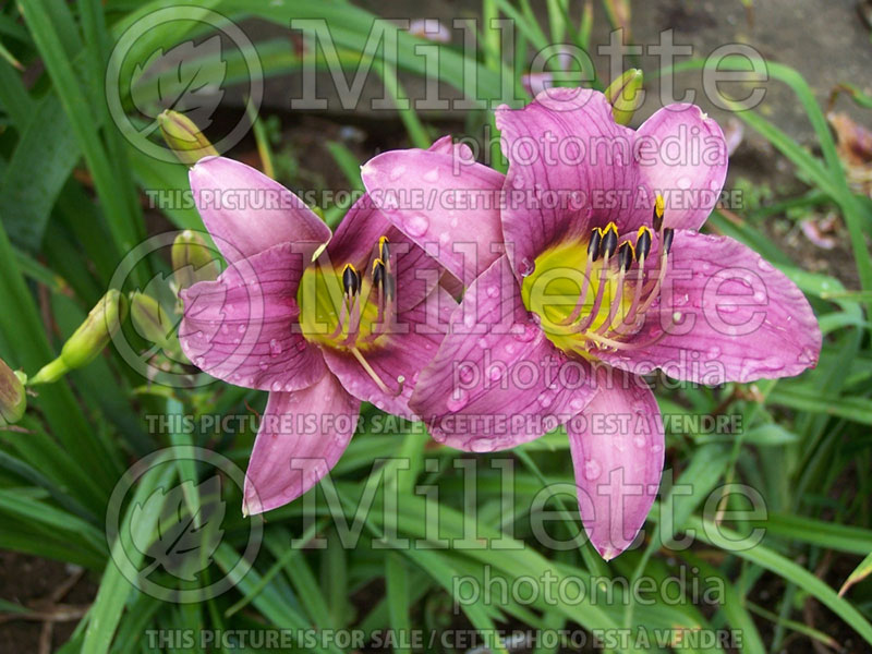 Hemerocallis Purple de Oro (Daylily) 1 