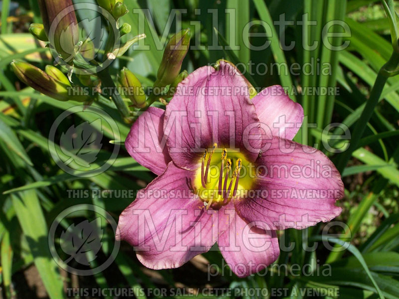 Hemerocallis Purple de Oro (Daylily) 5 