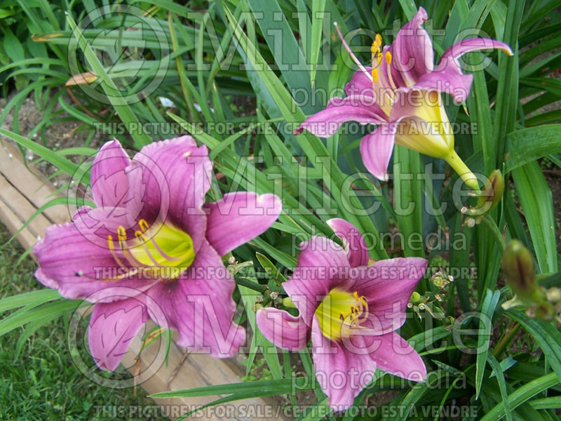 Hemerocallis Purple de Oro (Daylily) 2 