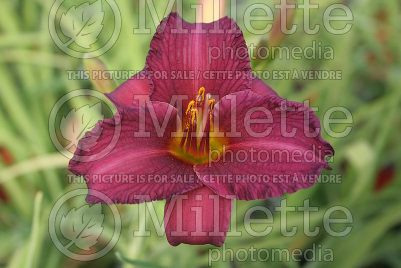 Hemerocallis Purple de Oro (Daylily)  6