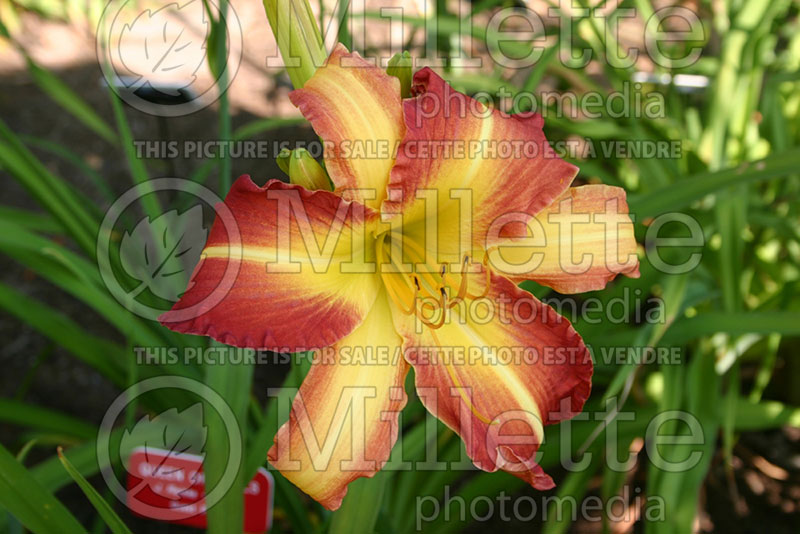 Hemerocallis Queen of Halls (Daylily) 1