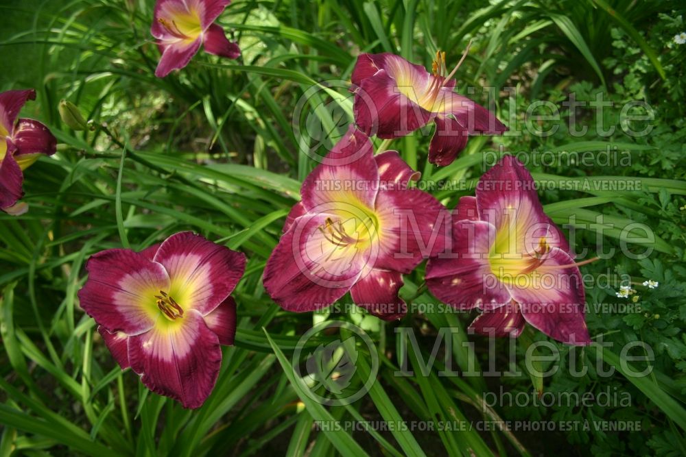 Hemerocallis Queen Priscilla (Daylily) 1 