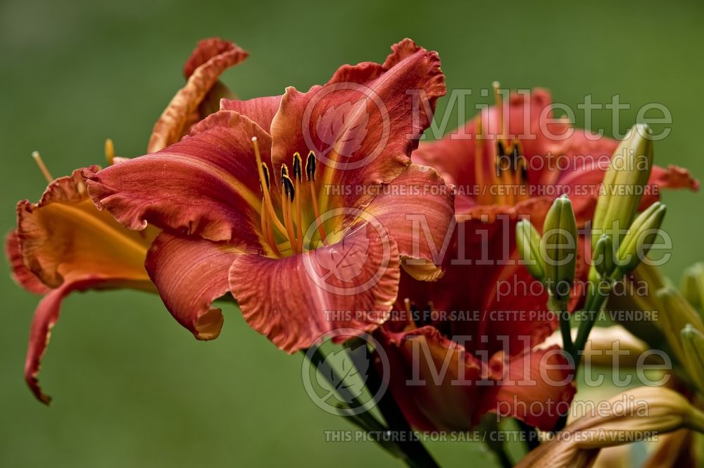 Hemerocallis Raging Wildfire (Daylily) 1 