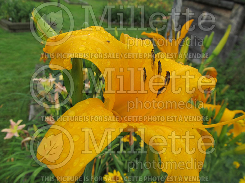 Hemerocallis Rainbow Towers (Daylily) 1 