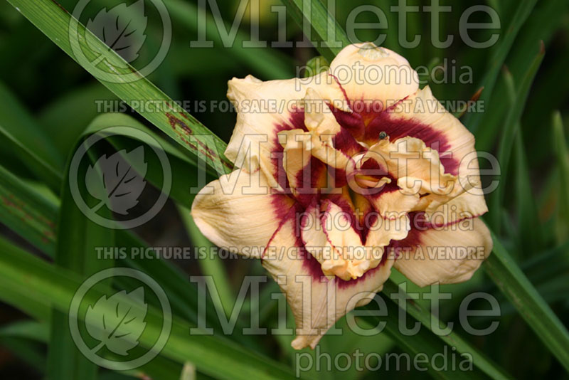 Hemerocallis Raspberry Cupcake (Daylily) 1