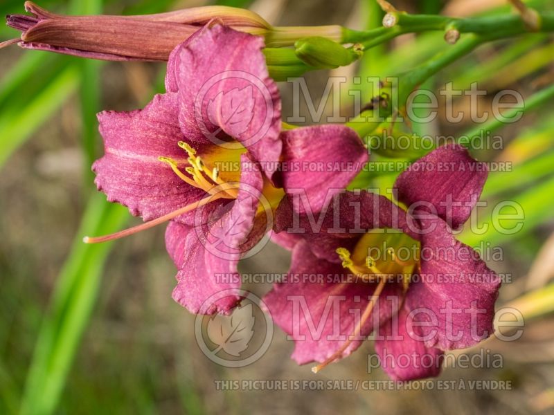 Hemerocallis Raspberry Pixie (Daylily) 1