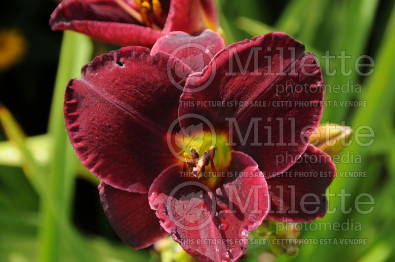 Hemerocallis Raspberry Suede (Daylily) 1 