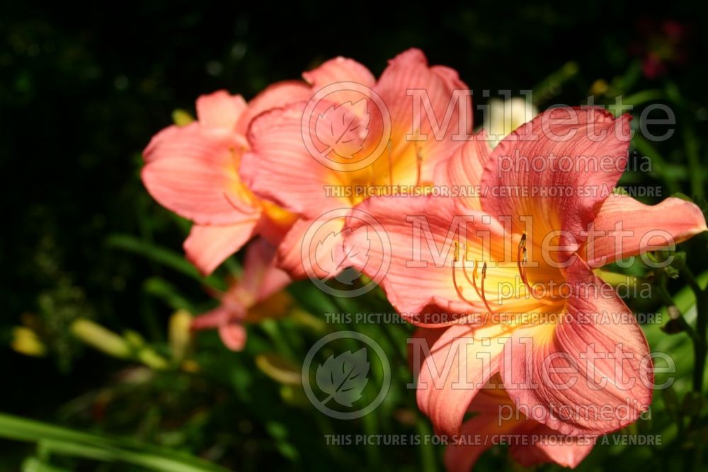 Hemerocallis Raspberry Sundae (Daylily) 1 