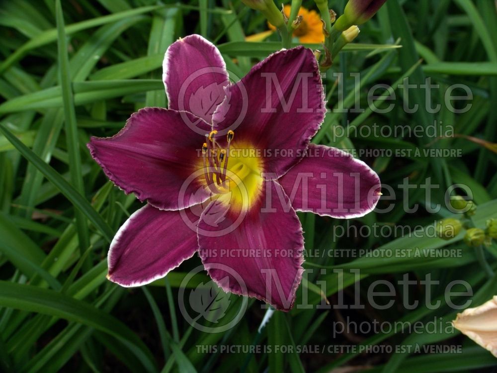 Hemerocallis Real Purple Star (Daylily) 2