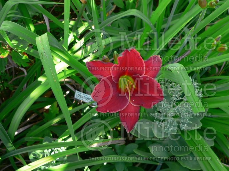 Hemerocallis Red Razzmatazz (Daylily) 1