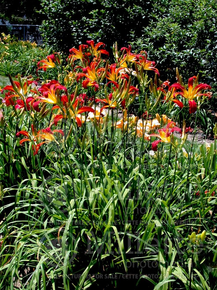 Hemerocallis Red Ribbons (Daylily) 1