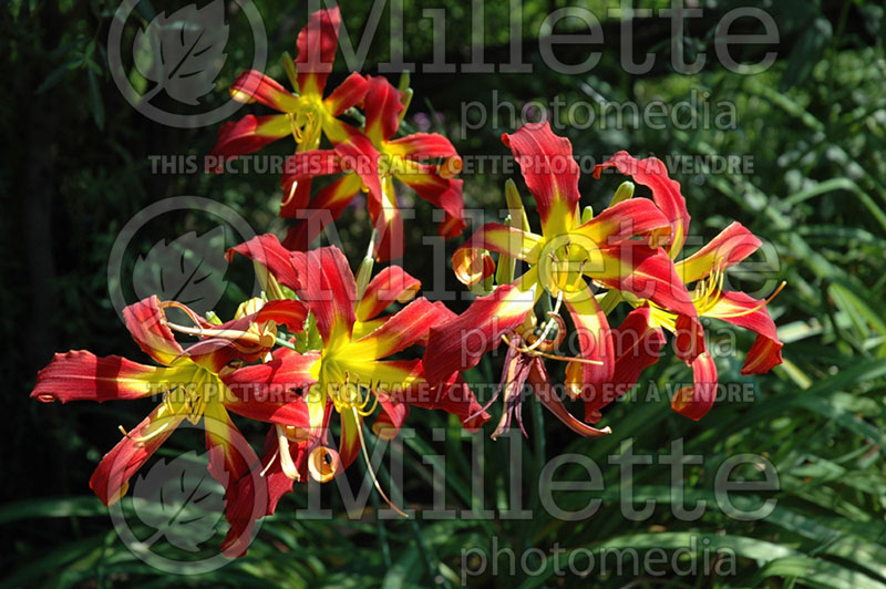 Hemerocallis Red Ribbons (Daylily) 2