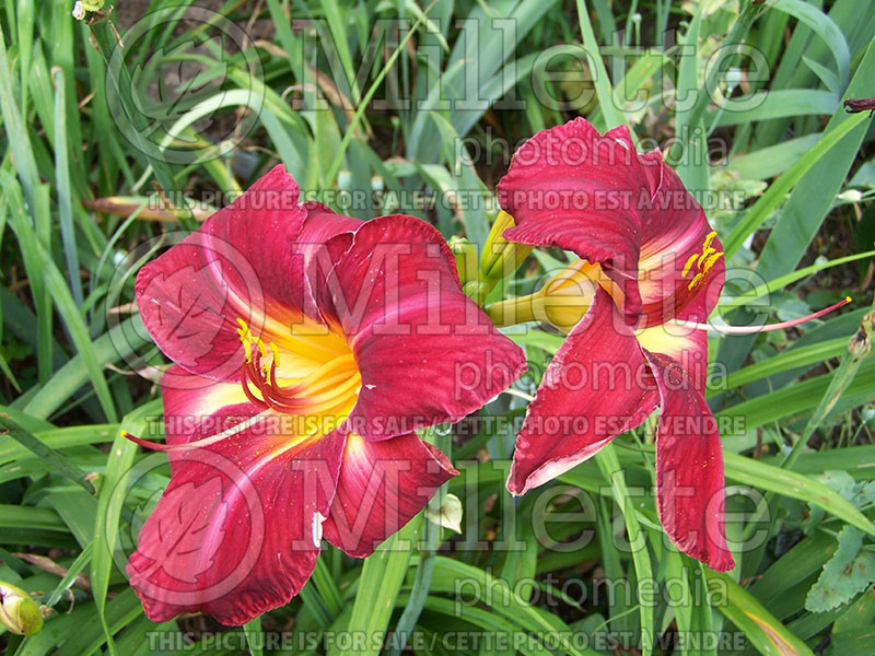 Hemerocallis Red Volunteer (Daylily) 1