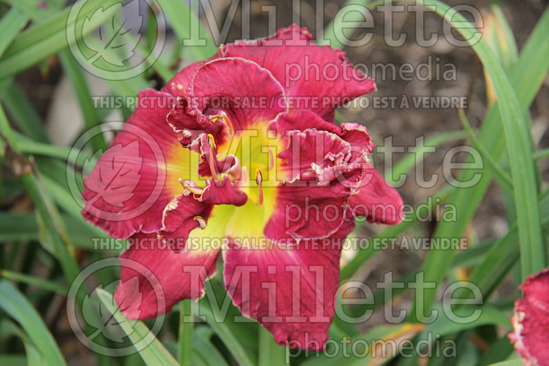 Hemerocallis Reggie the Clown (Daylily) 1 