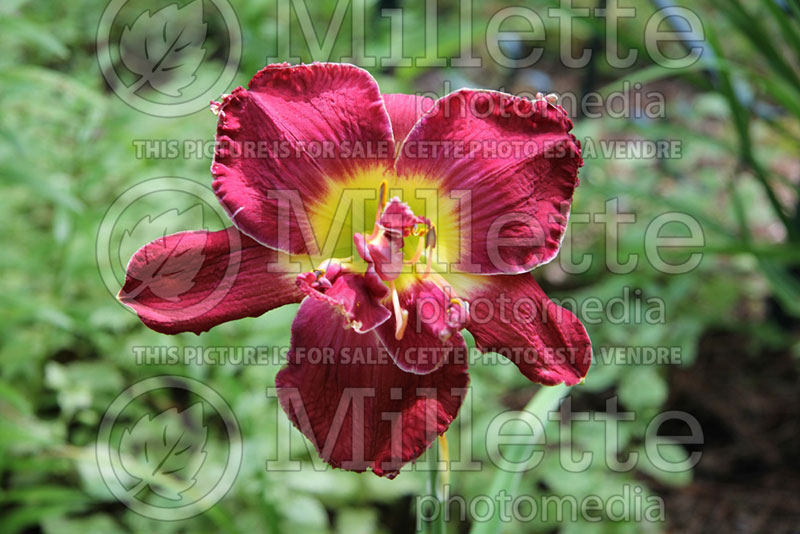 Hemerocallis Reggie the Clown (Daylily) 2 