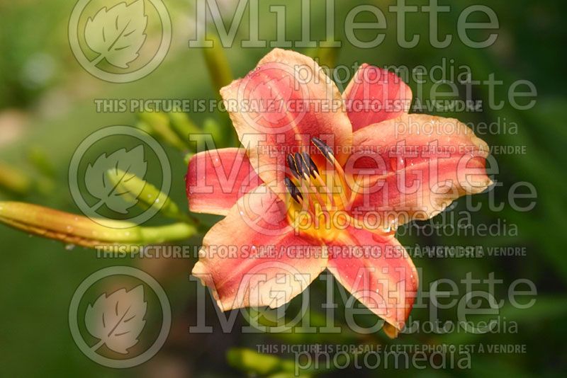 Hemerocallis Ribbonette (Daylily) 1