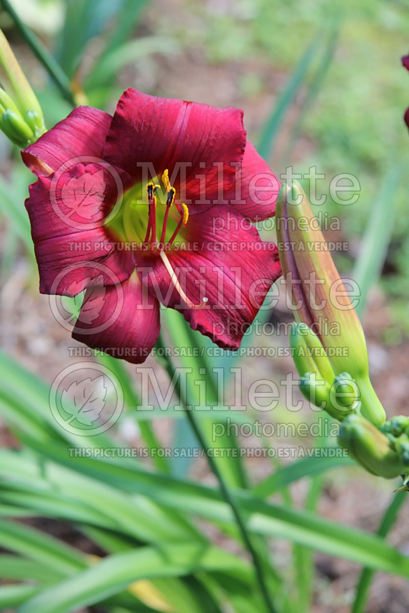 Hemerocallis Richard Taylor (Daylily) 1 