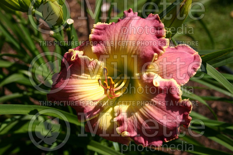 Hemerocallis Rock of Salvation (Daylily) 1