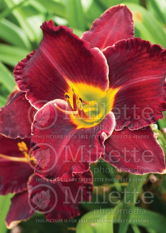 Hemerocallis Rolling Thunder (Daylily) 1 