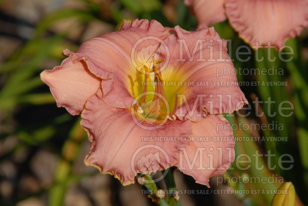 Hemerocallis Romantic Dreams (Daylily) 1 