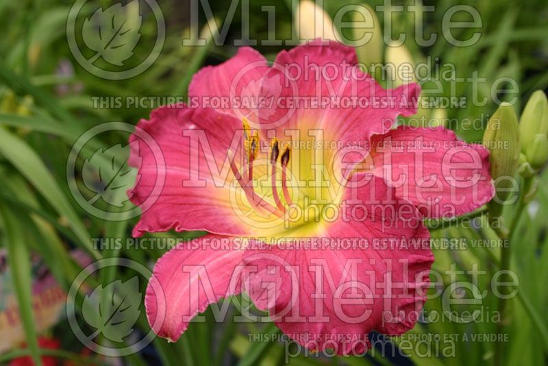 Hemerocallis Romantic Returns (Daylily)  1