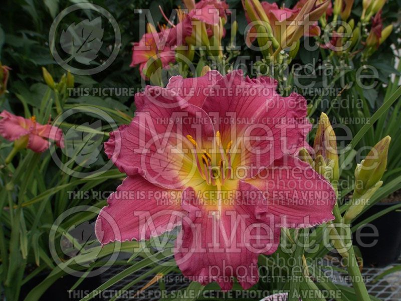 Hemerocallis Romantic Returns (Daylily) 2