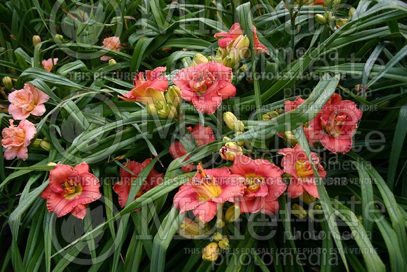 Hemerocallis Rose Corsage (Daylily)  1 