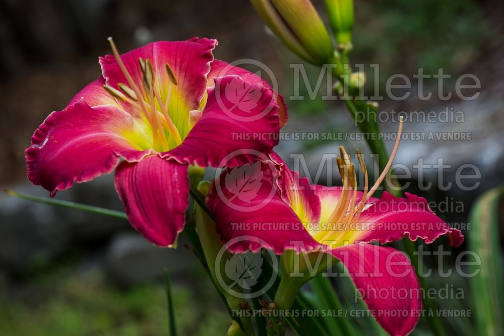 Hemerocallis Rose Masterpiece (Daylily) 1 