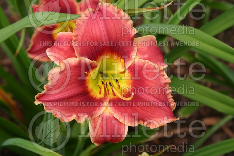 Hemerocallis Roses In Snow (Daylily) 1 