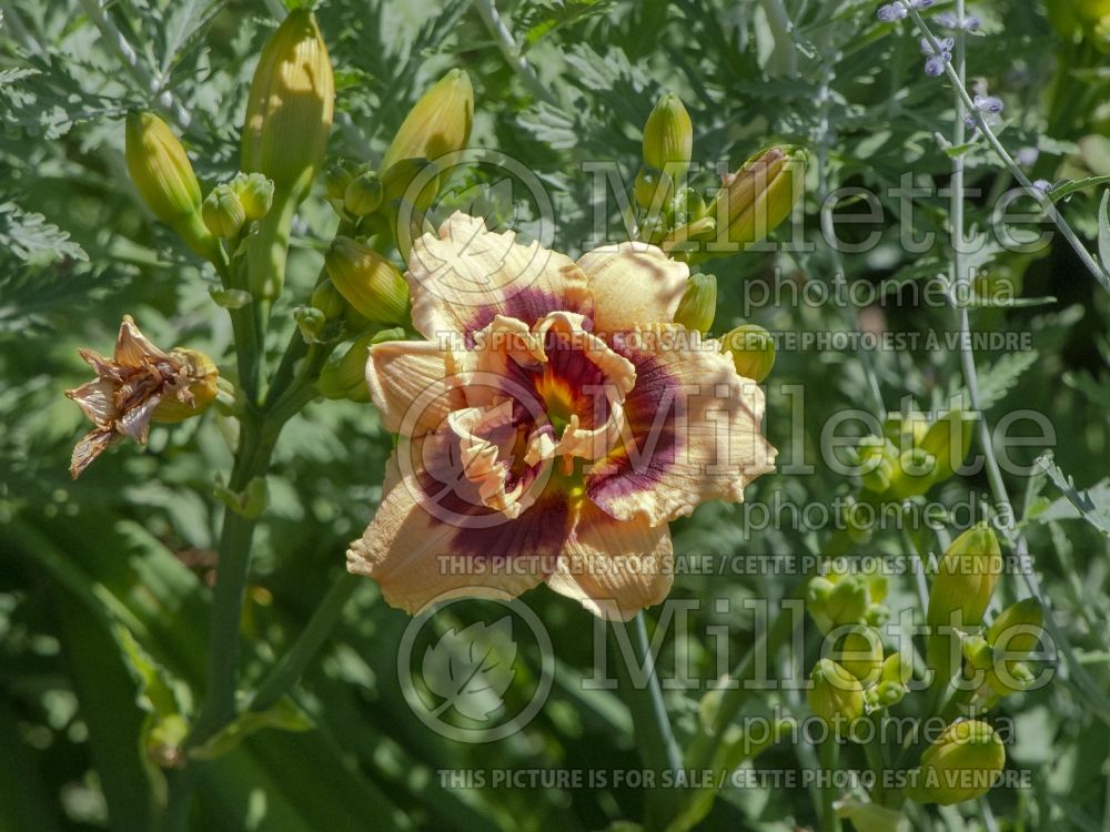 Hemerocallis Roswitha (Daylily) 4 