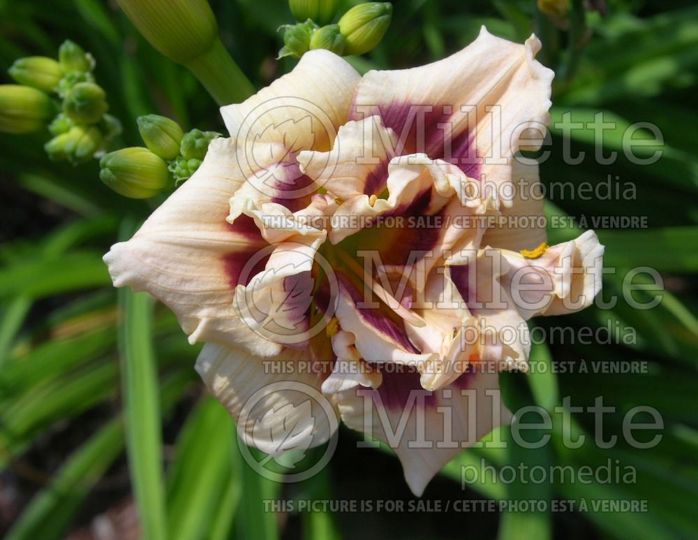 Hemerocallis Roswitha (Daylily) 1 