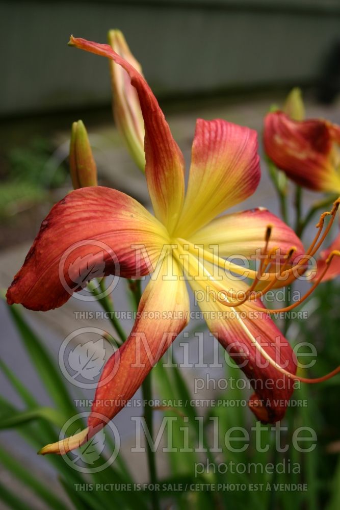 Hemerocallis Rosy Posy (Daylily) 1