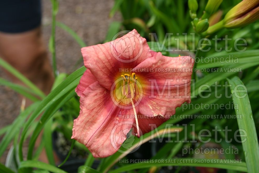 Hemerocallis Rosy Returns (Daylily) 6 