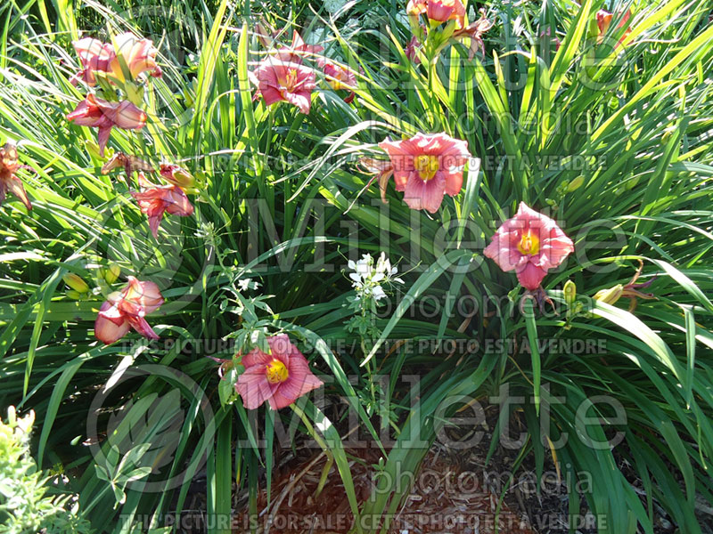 Hemerocallis Rosy Returns (Daylily) 1 