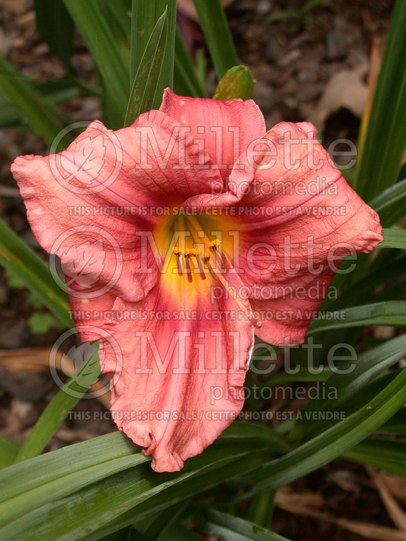 Hemerocallis Rosy Returns (Daylily) 7 