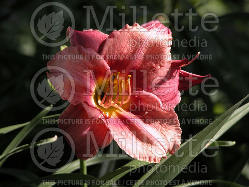 Hemerocallis Rosy Returns (Daylily) 4 