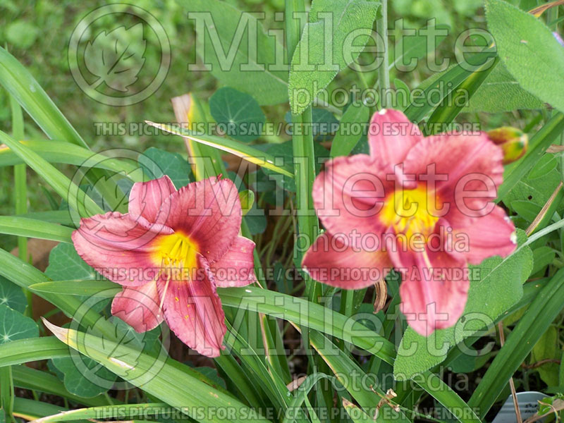 Hemerocallis Rosy Returns (Daylily) 2 